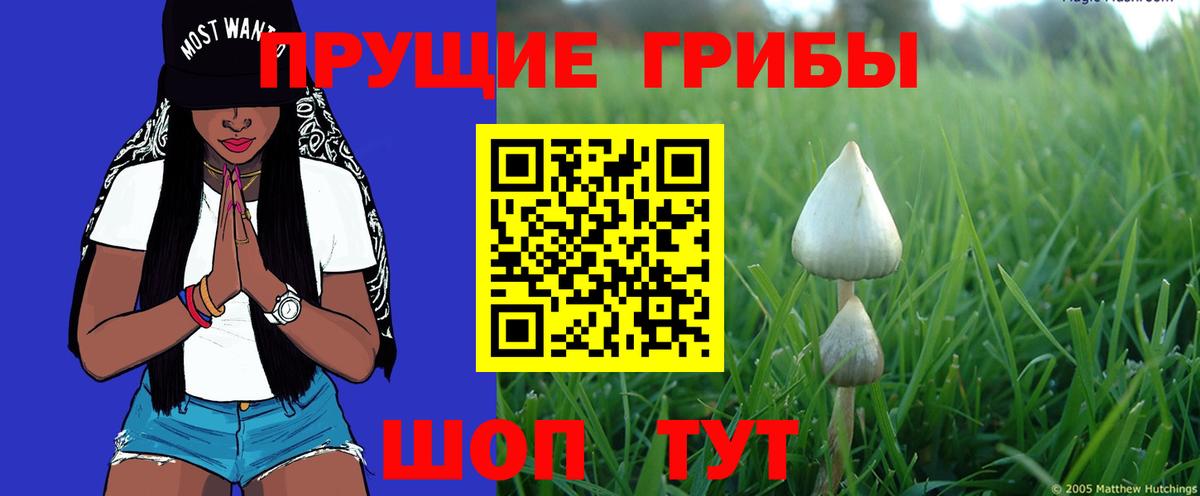 Псилоцибиновые грибы GOLDEN TEACHER  Псилоцибиновые грибы Cubensis  Гудермес  Вход с VPN 